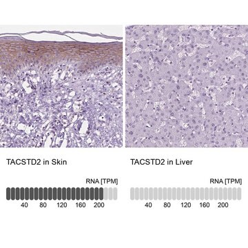 抗TACSTD2抗体 ウサギ宿主抗体 Prestige Antibodies&#174; Powered by Atlas Antibodies, affinity isolated antibody, buffered aqueous glycerol solution