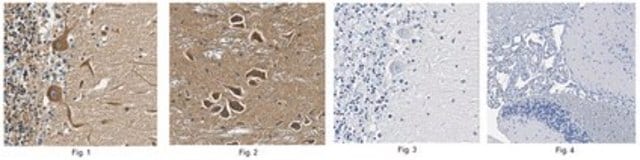 Anti-STK39 Antibody, clone 5H7.1 clone 5H7.1, from mouse