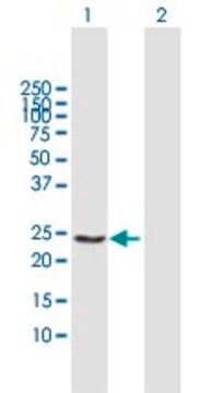 Anti-GSTA4 antibody produced in mouse purified immunoglobulin, buffered aqueous solution