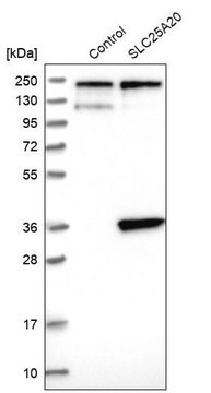 Anti-SLC25A20 antibody produced in rabbit Prestige Antibodies&#174; Powered by Atlas Antibodies, affinity isolated antibody, buffered aqueous glycerol solution