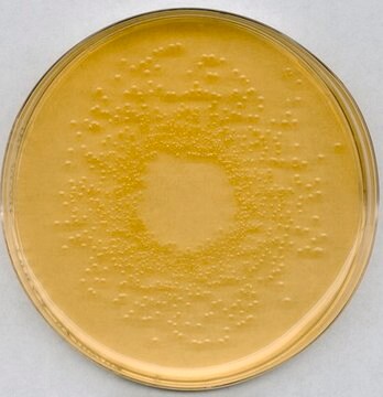 Nutrient agar acc. TrinkwV (DEV nutrient agar)