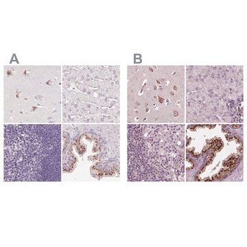 Anti-KIAA1324 antibody produced in rabbit Prestige Antibodies&#174; Powered by Atlas Antibodies, affinity isolated antibody, buffered aqueous glycerol solution