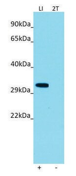 Anti-FFAR2 (C-terminal) antibody produced in rabbit affinity isolated antibody