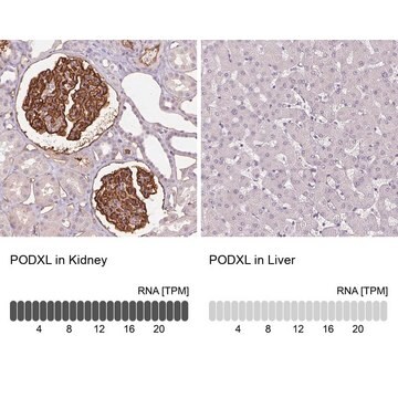 Monoclonal Anti-PODXL antibody produced in mouse Prestige Antibodies&#174; Powered by Atlas Antibodies, clone CL0285, purified immunoglobulin, buffered aqueous glycerol solution