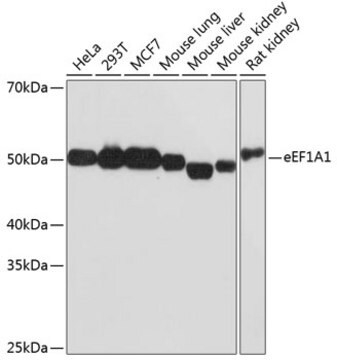 Anti-eEF1A1 Antibody, clone 8G4Q9, Rabbit Monoclonal