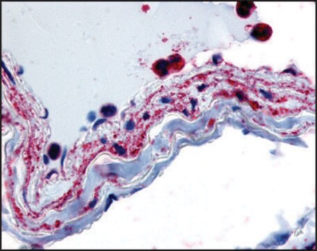 Anti-PTPMT1 (AB2) antibody produced in rabbit affinity isolated antibody, buffered aqueous solution