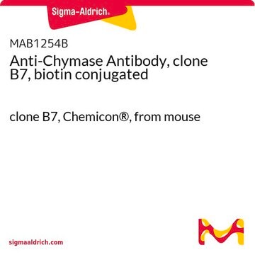 Anti-Chymase Antibody, clone B7, biotin conjugated clone B7, Chemicon&#174;, from mouse