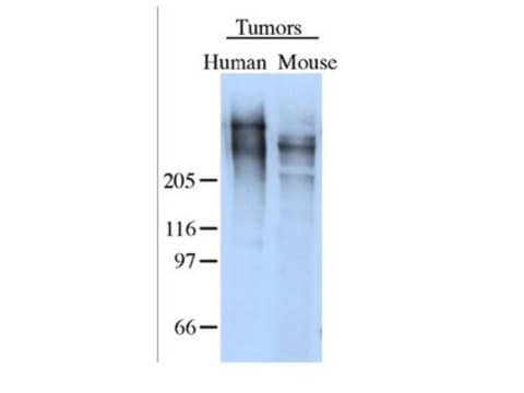 Anti-Tenascin Antibody Chemicon&#174;, from rabbit