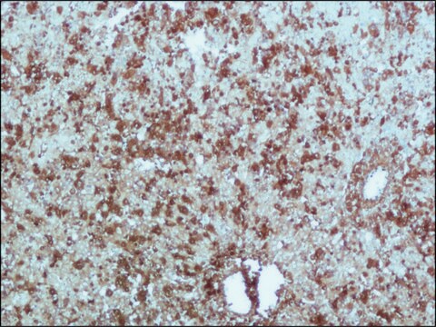 Anti-&#945;-Fetoprotein (AFP) antibody, Mouse monoclonal clone C3, purified from hybridoma cell culture