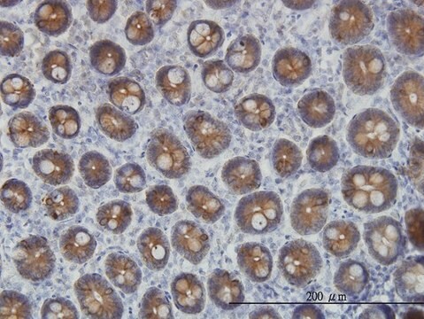 Monoclonal Anti-KRT4 antibody produced in mouse clone 5H5, purified immunoglobulin, buffered aqueous solution