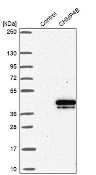 Anti-CHMP4B antibody produced in rabbit Prestige Antibodies&#174; Powered by Atlas Antibodies, affinity isolated antibody, buffered aqueous glycerol solution