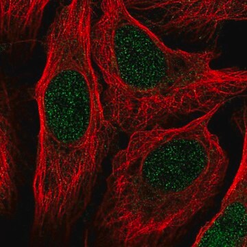 Anti-RANGRF antibody produced in rabbit Prestige Antibodies&#174; Powered by Atlas Antibodies, affinity isolated antibody