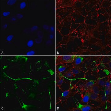 Monoclonal Anti-Pink1 antibody produced in mouse clone S4-15, purified immunoglobulin