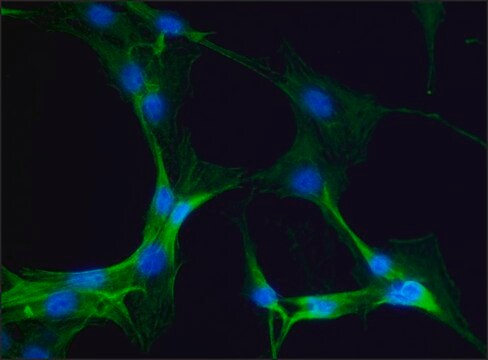 Anti-Myosin IIA, non muscle antibody produced in rabbit affinity isolated antibody, buffered aqueous solution