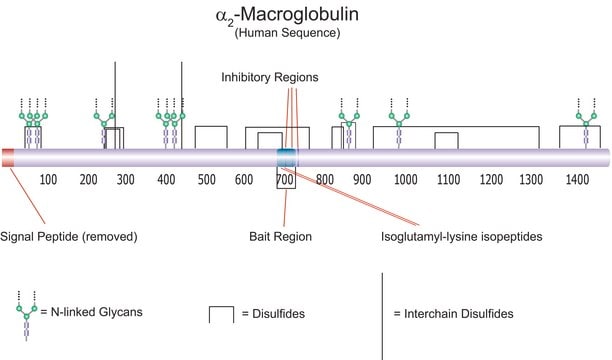 &#945;2-Macroglobulin from human plasma &#8805;90% (GE)