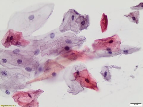 Papanicolaou Stain EA 65