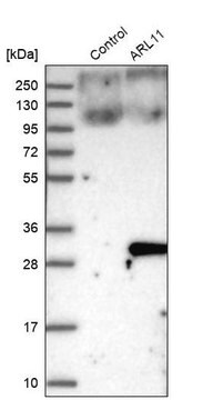 Anti-ARL11 antibody produced in rabbit Prestige Antibodies&#174; Powered by Atlas Antibodies, affinity isolated antibody, buffered aqueous glycerol solution