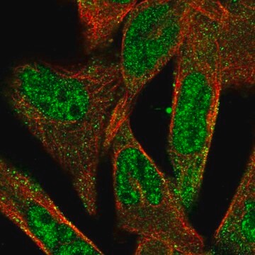 Anti-ADAMTS5 antibody produced in rabbit Prestige Antibodies&#174; Powered by Atlas Antibodies, affinity isolated antibody