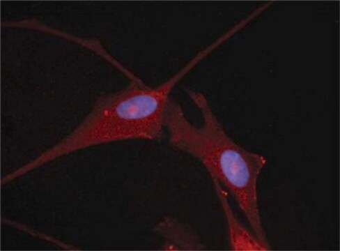 Anti-Nkx-5.1 Antibody Chemicon&#174;, from rabbit