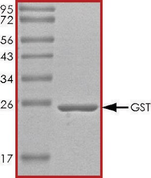 GST protein, tag-free recombinant, expressed in E. coli, &#8805;70% (SDS-PAGE), buffered aqueous glycerol solution