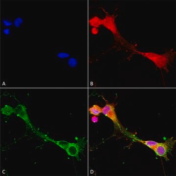 Monoclonal Anti-Glun2A/Nr2A antibody produced in mouse clone S327-95, purified immunoglobulin