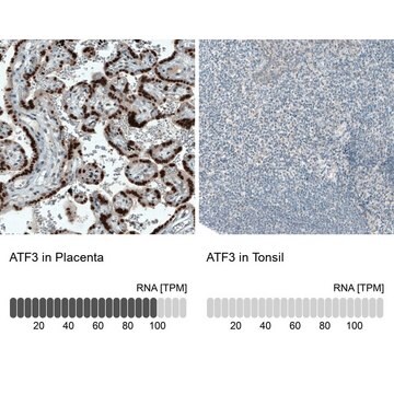 Monoclonal Anti-ATF3 antibody produced in mouse Prestige Antibodies&#174; Powered by Atlas Antibodies, clone CL1685, purified immunoglobulin, buffered aqueous glycerol solution