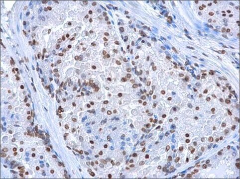 Monoclonal Anti-5-HydroxymethylCytosine / 5-hmC antibody produced in mouse clone GT13612, affinity isolated antibody