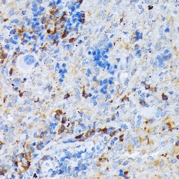 Anti-CD209 antibody produced in rabbit