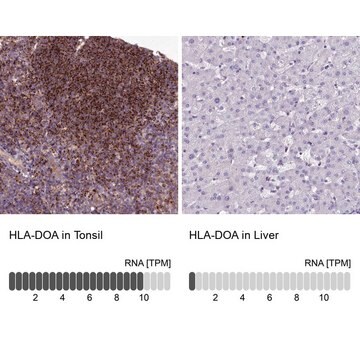 Anti-HLA-DOA antibody produced in rabbit Prestige Antibodies&#174; Powered by Atlas Antibodies, affinity isolated antibody, buffered aqueous glycerol solution