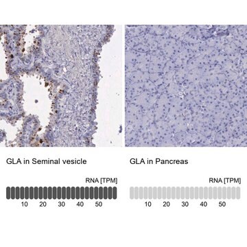 Anti-GLA antibody produced in rabbit Ab2, Prestige Antibodies&#174; Powered by Atlas Antibodies, affinity isolated antibody, buffered aqueous glycerol solution