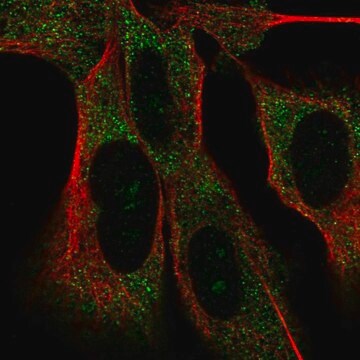 Anti-MAD2L2 antibody produced in rabbit Prestige Antibodies&#174; Powered by Atlas Antibodies, affinity isolated antibody