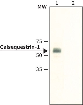 Anti-Calsequestrin-1 ウサギ宿主抗体 ~1.6&#160;mg/mL, affinity isolated antibody, buffered aqueous solution