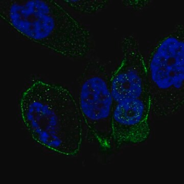 Anti-SSTR5 antibody produced in rabbit Prestige Antibodies&#174; Powered by Atlas Antibodies, affinity isolated antibody