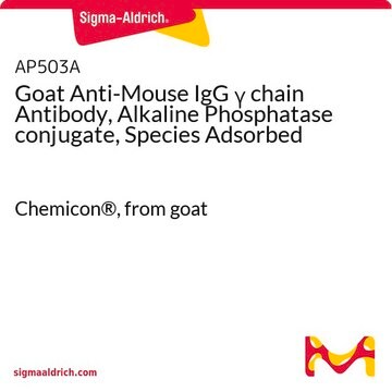 Goat Anti-Mouse IgG &#947; chain Antibody, Alkaline Phosphatase conjugate, Species Adsorbed Chemicon&#174;, from goat