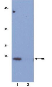 Anti-acetyl-Histone H4 (Lys12) Antibody, rabbit monoclonal culture supernatant, from rabbit