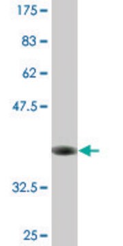 Monoclonal Anti-SFXN3, (N-terminal) antibody produced in mouse clone 4A3, purified immunoglobulin, buffered aqueous solution