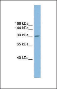 Anti-PIWIL2, (N-terminal) antibody produced in rabbit affinity isolated antibody