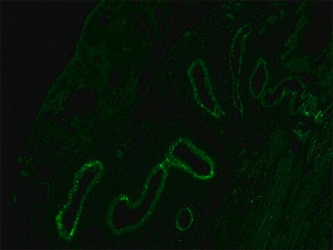 Anti-Mouse IgG (Fc specific) F(ab&#8242;)2 fragment&#8722;FITC antibody produced in goat flow cytometry grade, affinity isolated antibody, buffered aqueous solution