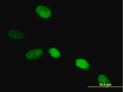 Anti-SOX13 antibody produced in mouse purified immunoglobulin, buffered aqueous solution