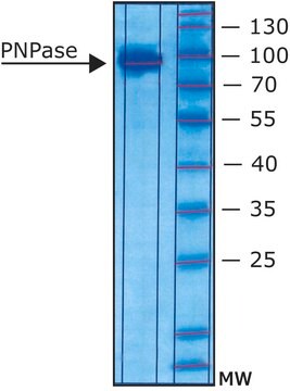 Polynucleotide phosphorylase from Synechocystis sp. recombinant, expressed in E. coli