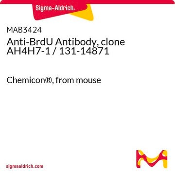 Anti-BrdU Antibody, clone AH4H7-1 / 131-14871 Chemicon&#174;, from mouse