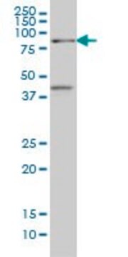 Monoclonal Anti-TCF4 antibody produced in mouse clone 1F6, purified immunoglobulin, buffered aqueous solution