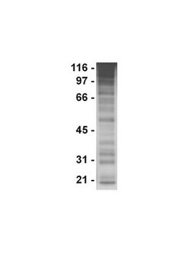 Anti-Phosphotyrosine Antibody, clone PY20 clone PY20, Upstate&#174;, from mouse