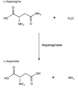 Asparaginase from Escherichia coli lyophilized powder, 100-300&#160;units/mg protein (biuret)