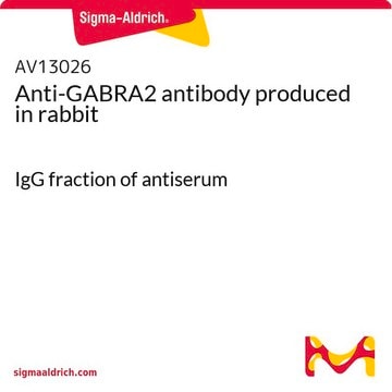 Anti-GABRA2 antibody produced in rabbit IgG fraction of antiserum