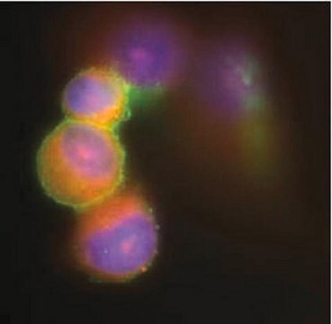 Anti-Respiratory Syncytial Virus Antibody Chemicon&#174;, from goat