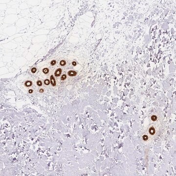 Anti-DCD antibody produced in rabbit Prestige Antibodies&#174; Powered by Atlas Antibodies, affinity isolated antibody