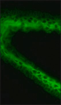 Anti-Cytokeratin pan antibody, Mouse monoclonal clone C-11, purified from hybridoma cell culture