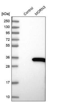 Anti-MORN3 antibody produced in rabbit Prestige Antibodies&#174; Powered by Atlas Antibodies, affinity isolated antibody, buffered aqueous glycerol solution