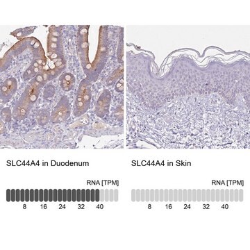 Anti-SLC44A4 antibody produced in rabbit Prestige Antibodies&#174; Powered by Atlas Antibodies, affinity isolated antibody, buffered aqueous glycerol solution